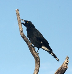 Lord Howe currawong